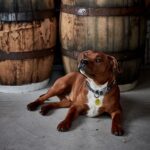 Bellarine Distillery & The Whiskery